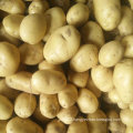 Golden Supplier of Fresh Potato From China